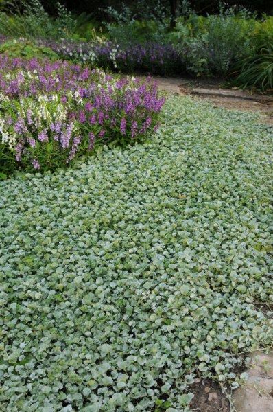 dichondra_silver_falls3