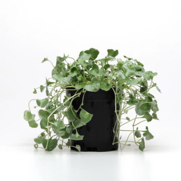 dichondra_silver_falls