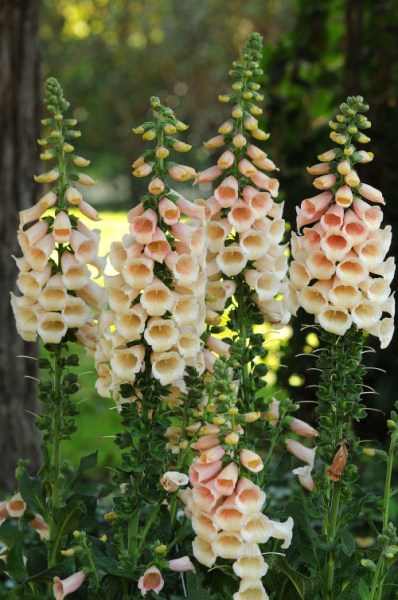 digitalis_dalmatian_peach2