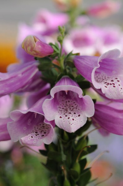 digitalis_dalmatian_rose