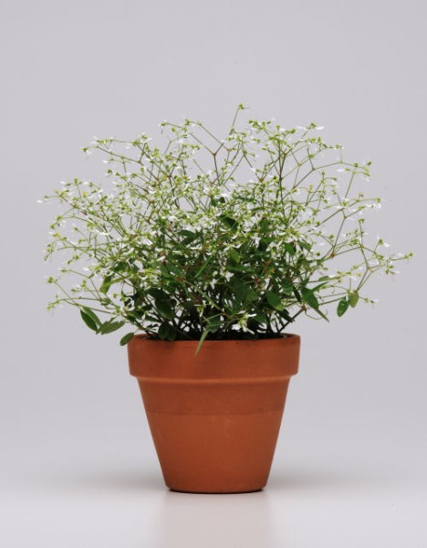 euphorbia_glitz3