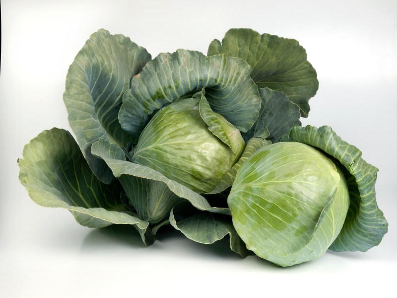 Kapusa biela pre hl. sezónu Ferro (Seminis)