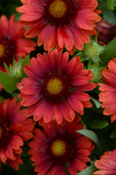 gaillardia_mesa_red3