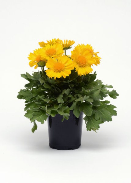 gaillardia_mesa_yellow