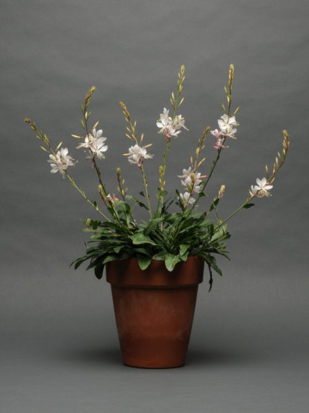 gaura_sparkle_white