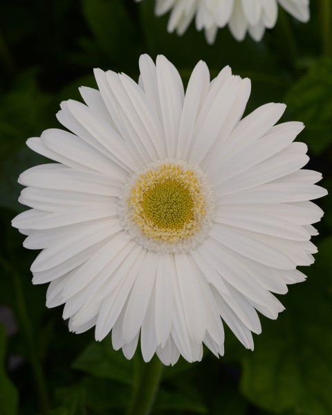 gerbera_mega_revolution_white_light_eye.jpg