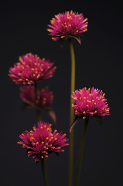 gomphrena_fireworks2