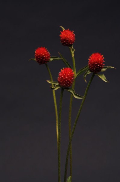 gomphrena_qis_red