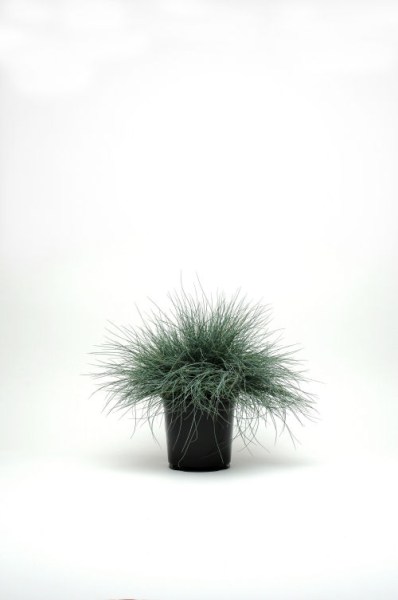 grass_festuca_festina