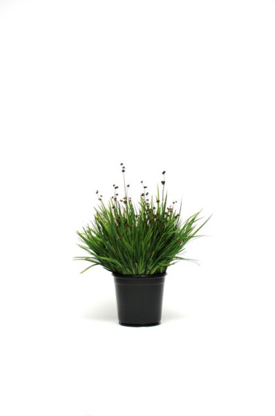 grass_juncus_starhead