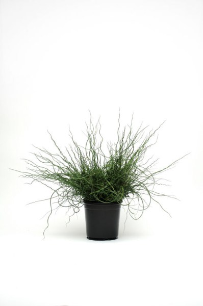 grass_juncus_twister