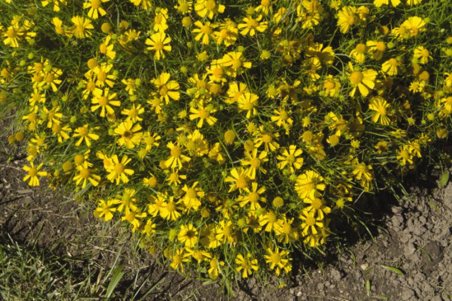 helenium_dakota_gold