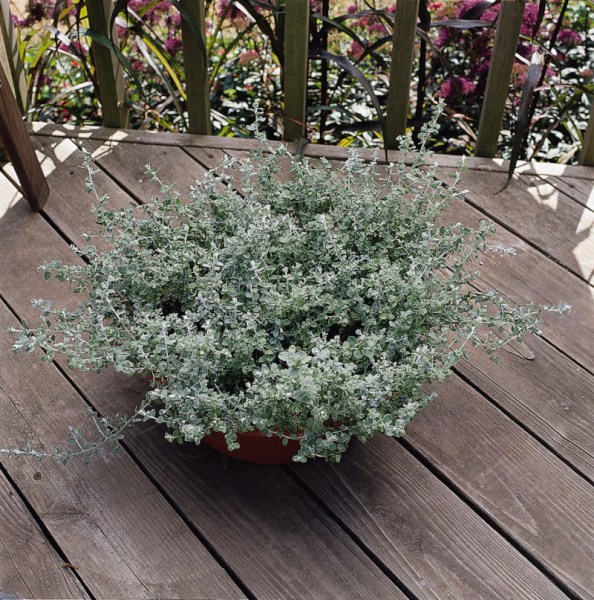 helichrysum_silver_mist2