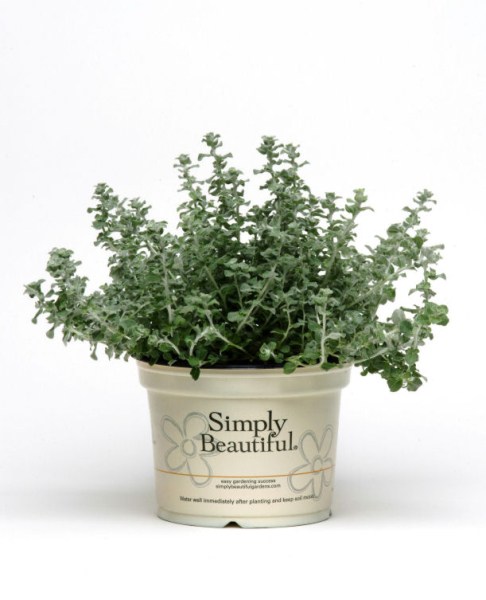 helichrysum_silver_mist