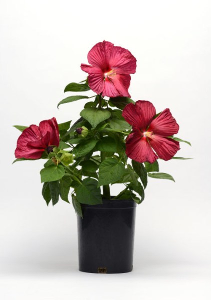 hibiscus_luna_red