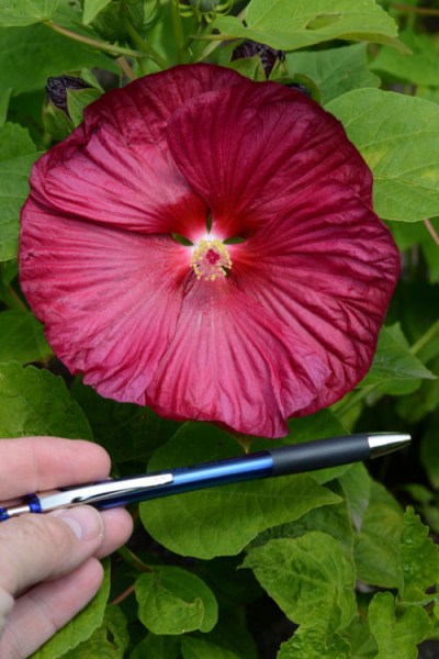 hibiscus_luna_rose