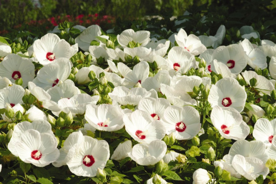 hibiscus_luna_white