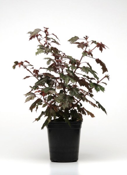 hibiscus_mahagony_splendour