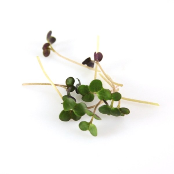 Horčica, SINAPIS ALBA, Mustard cress, 100 g