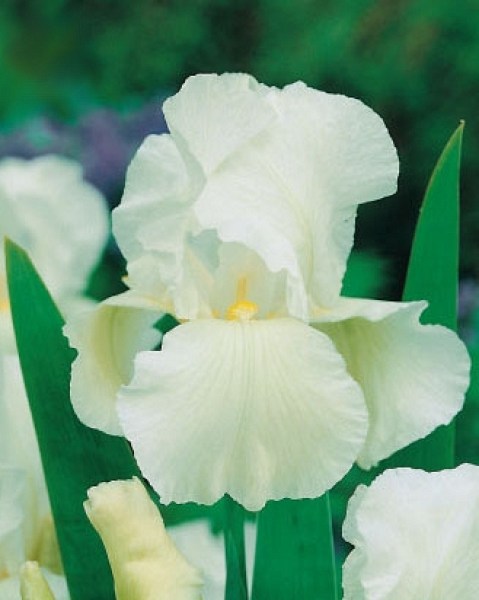 iris-germanica-white-knight-i