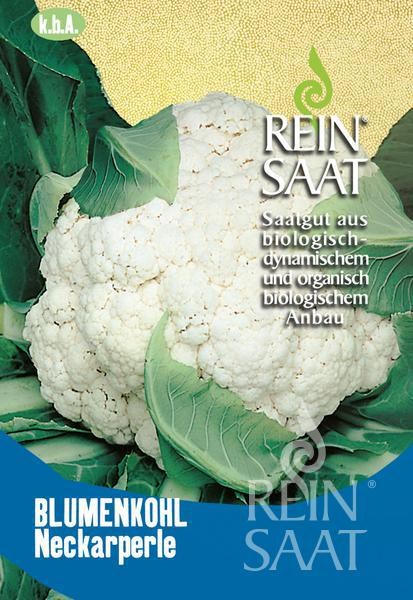 ko030_karfiol_neckarperle