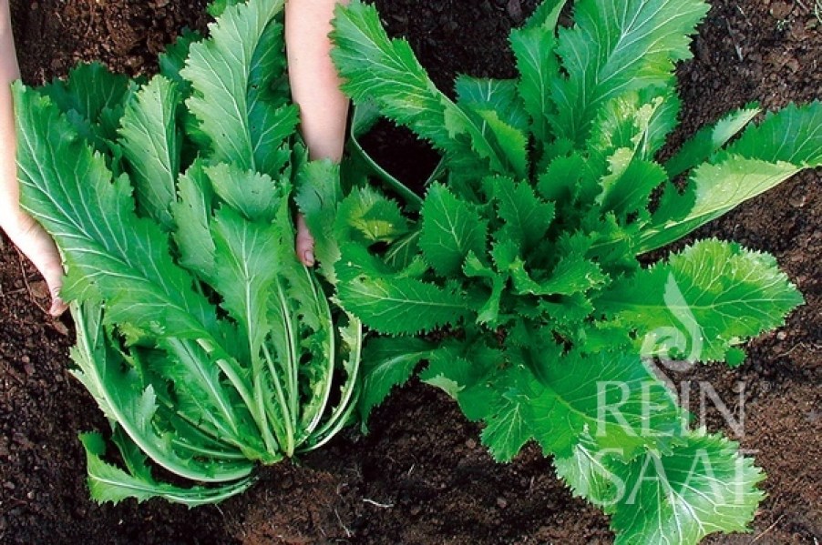 ko066-gruen-im-schnee-cropped