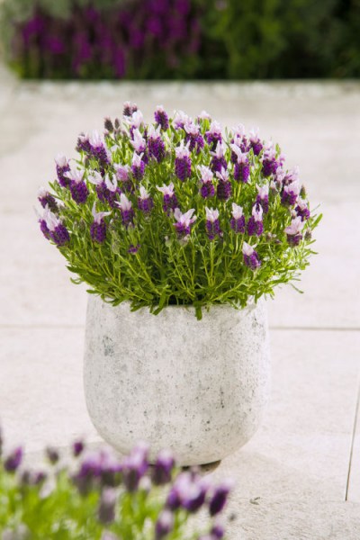 lavandula_bandera_pink