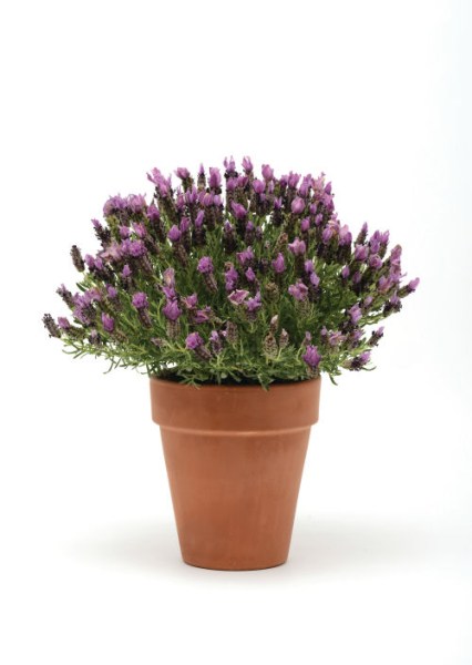 lavandula_bandera_purple4