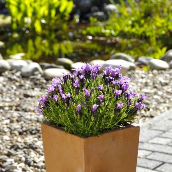 lavandula_bandera_purple