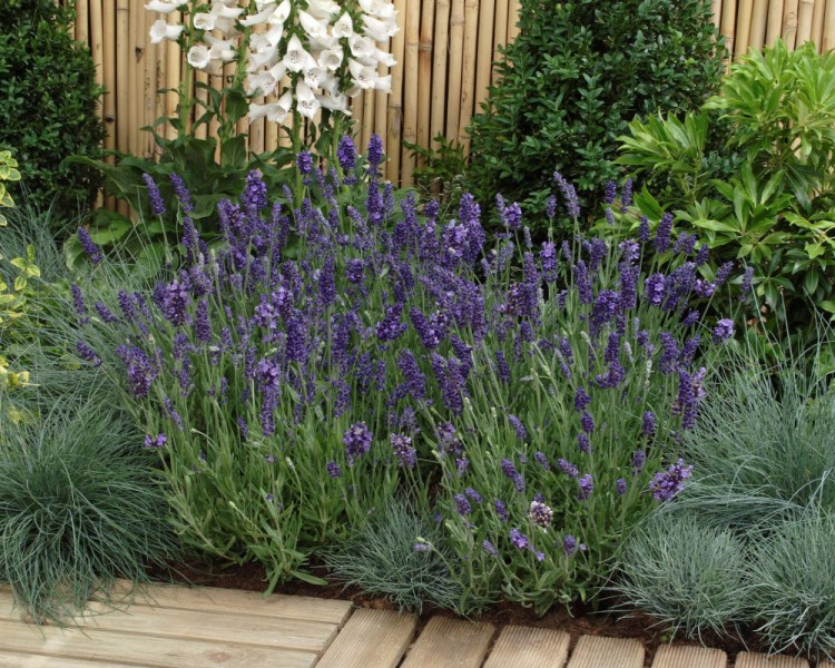 lavandula_ellegance_purple