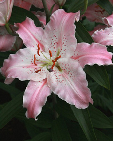 lilium-virtuoso-1416