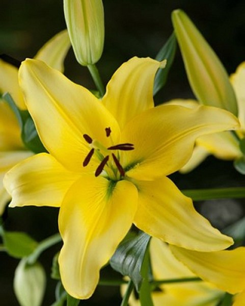 lilium-yellow-power-14-16