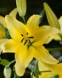 lilium-yellow-power-14-16
