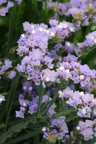 limonium_qis_lavender.jpg