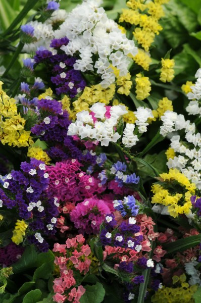 limonium_qis_mix.jpg