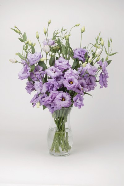 lisianthus_abc_2_lavender7