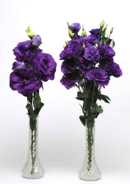 lisianthus_abc_purple