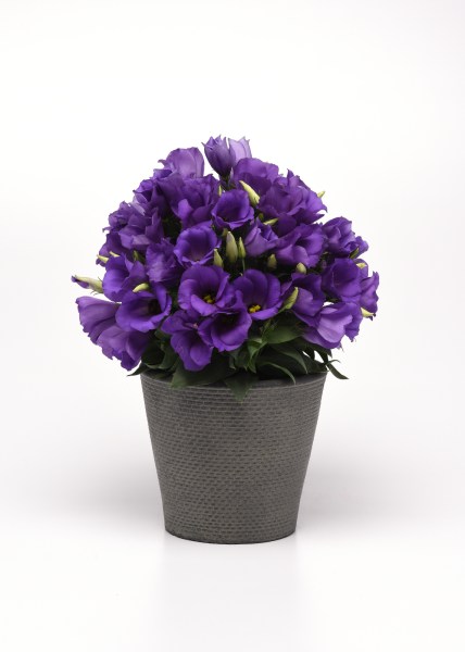 lisianthus_sapphire_blue7