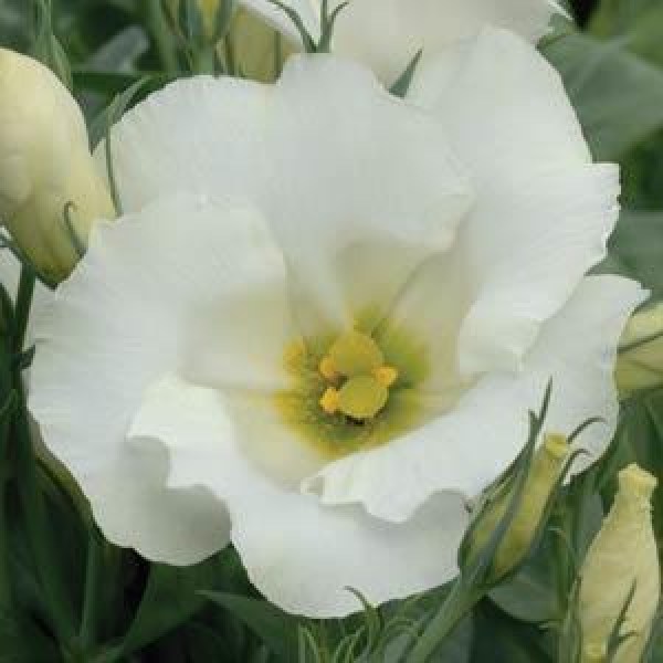 lisianthus_sapphire_white9