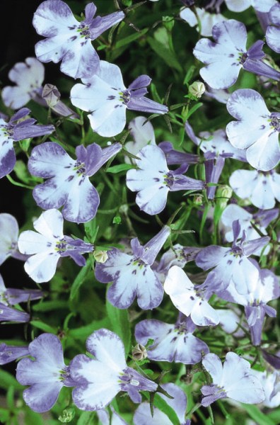 lobelia_blue_splash