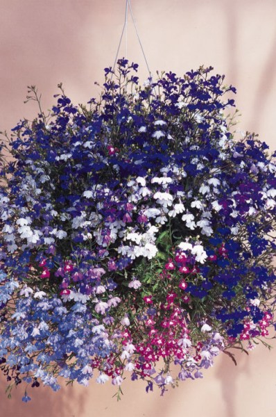 lobelia_regatta_mix2