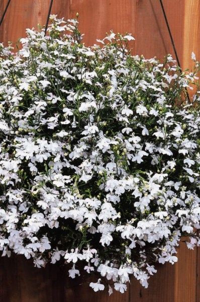 lobelia_regatta_white2