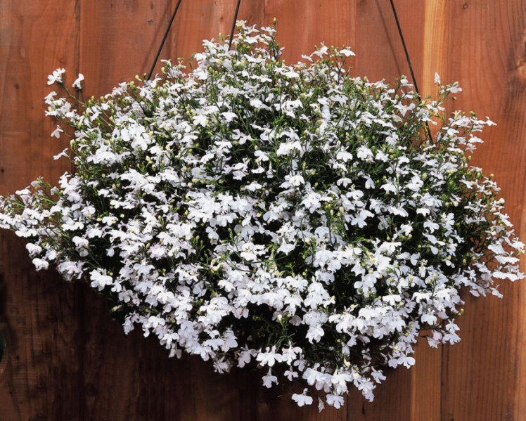 lobelia_regatta_white