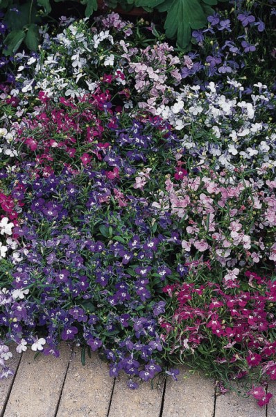 lobelia_riviera_mix