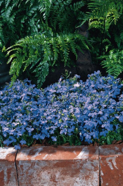 lobelia_sky_blue7