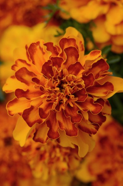 marigold_bonanza_bolero