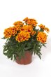 marigold_durango_bee2