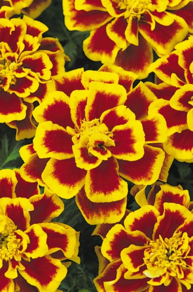 marigold_durango_bee