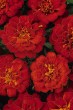 marigold_durango_red