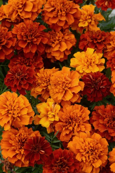 marigold_fireball